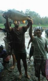 PANIN IKAN MELIMPAH DI TELAGA KLUMPIT PADUKUHAN GADING